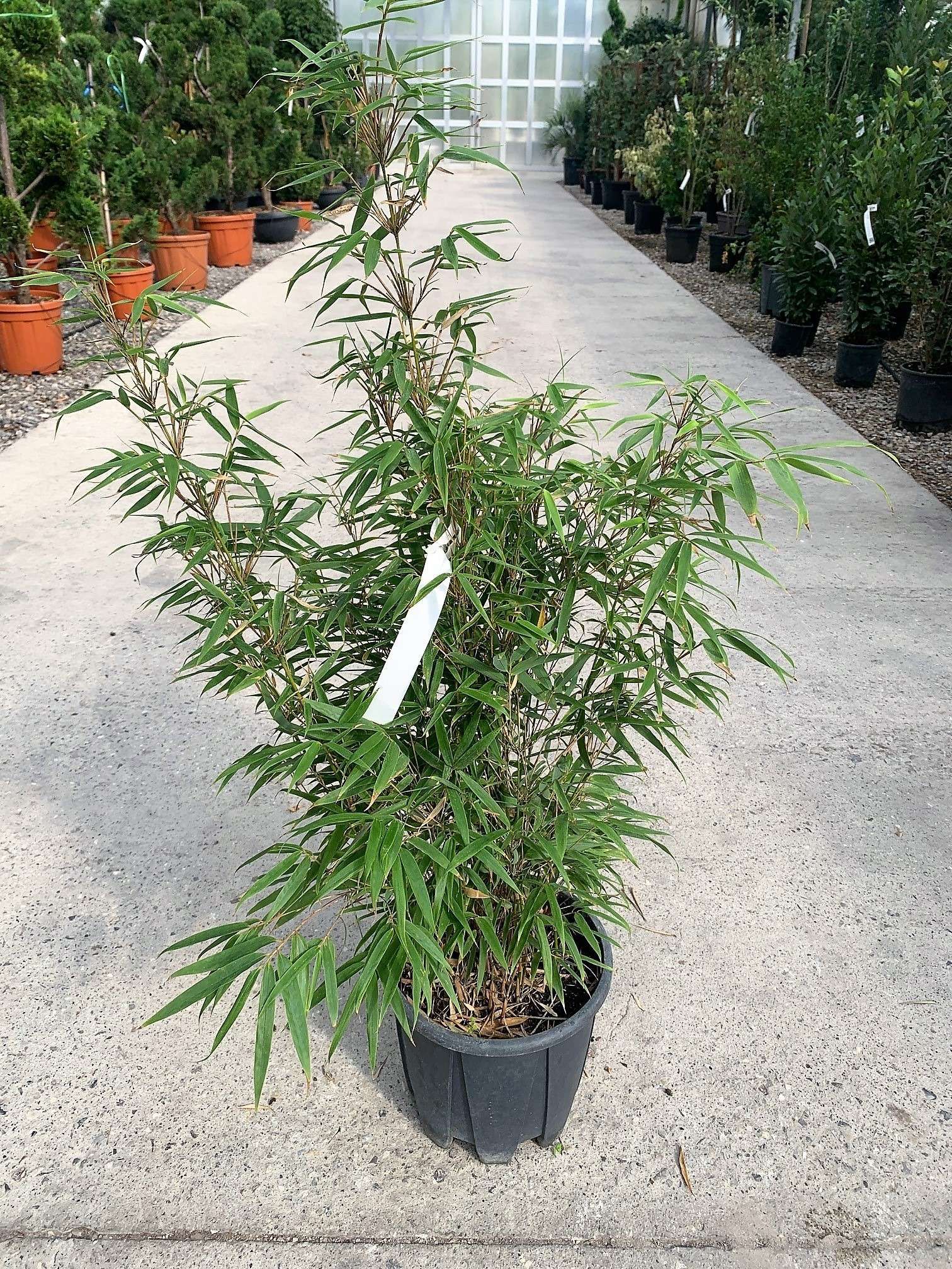 1633770207 SIMBA 143d9580