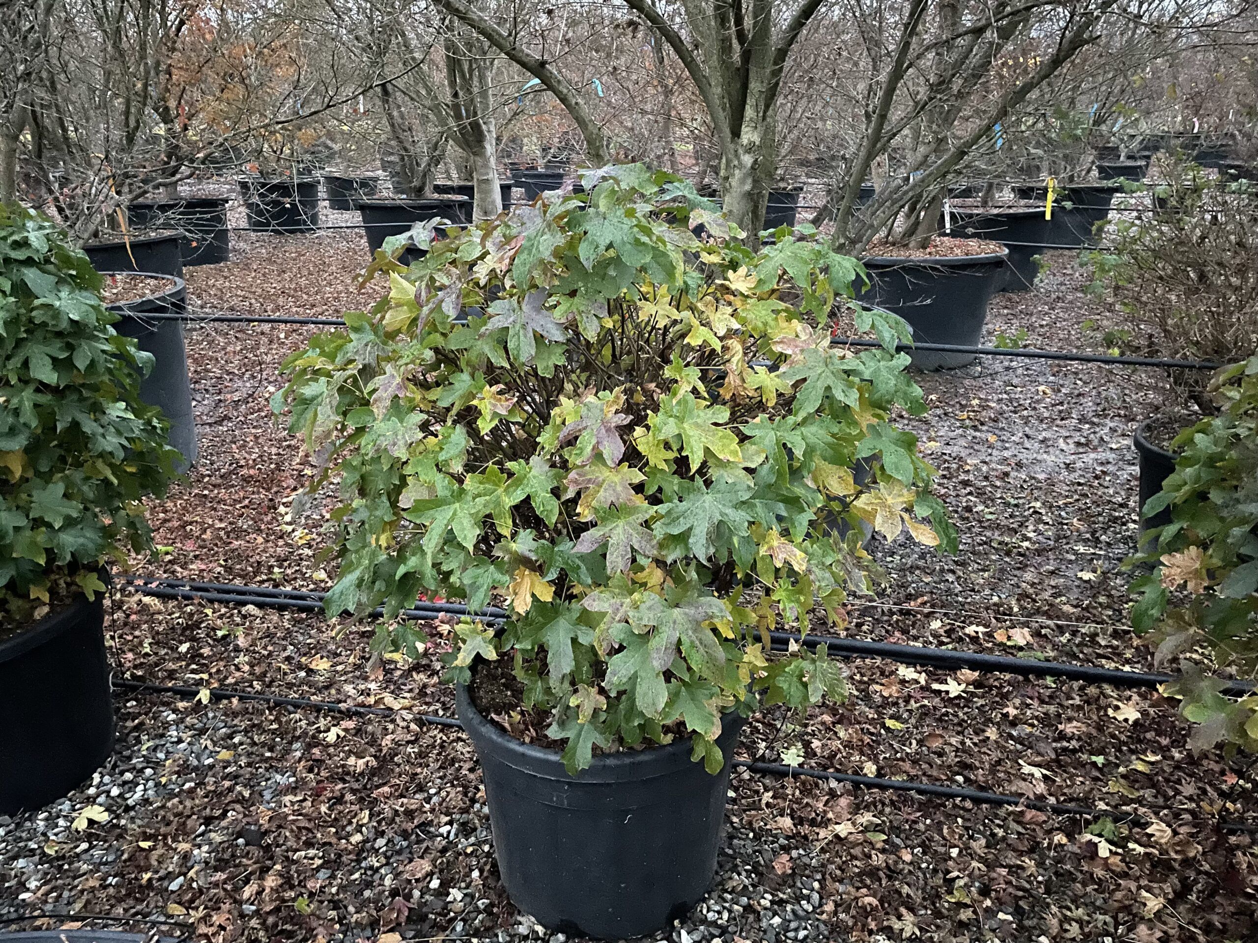 1638954215 scaled 14ca1481