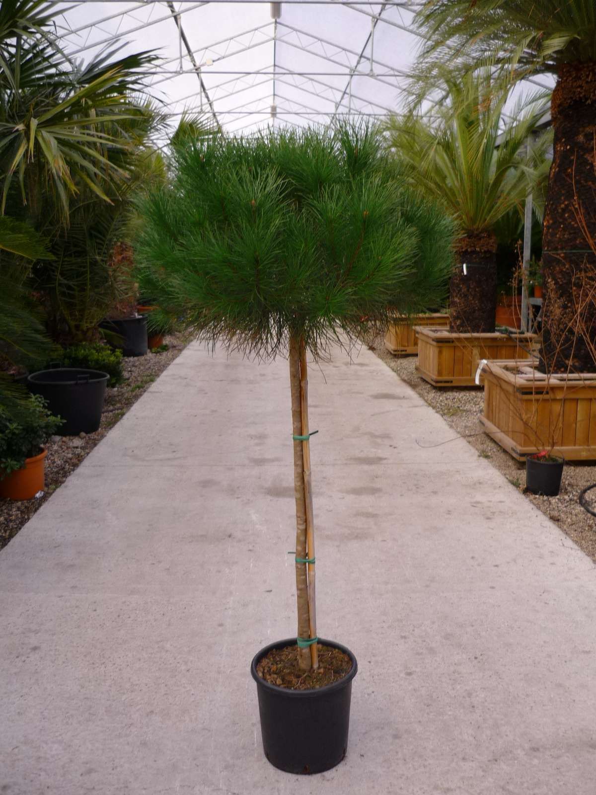 1661496811 Pinus Pinea 8 12 125 150 14914820