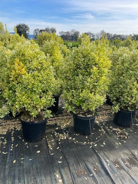 1682668604 Euonymus Bravo Clt30 100 125 14428886