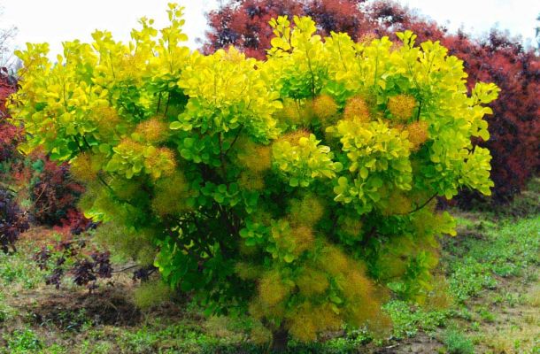 cotinus coggyria 14e9ec4a