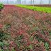 nadreli Nandina Red Light Nursery scaled 1408f5ef