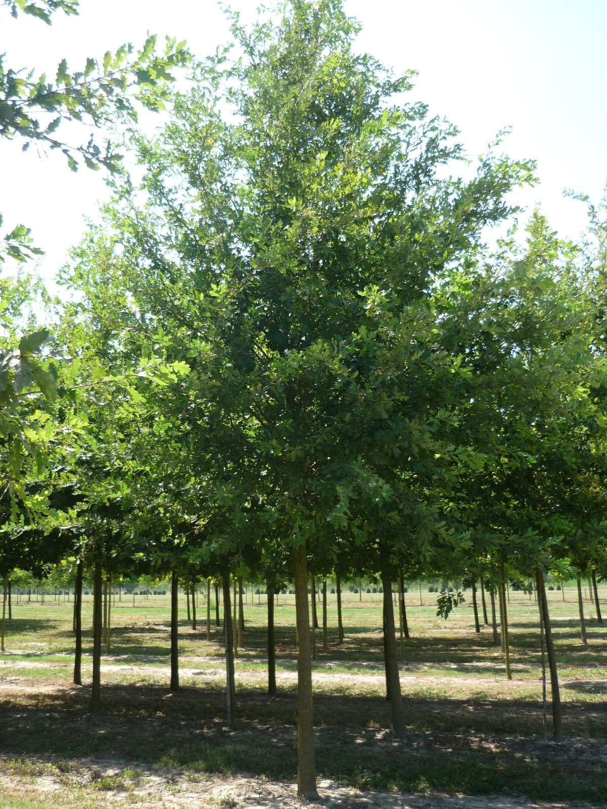 1610790043 QUERCUS ROBUR Mgr 25 30 152996ee