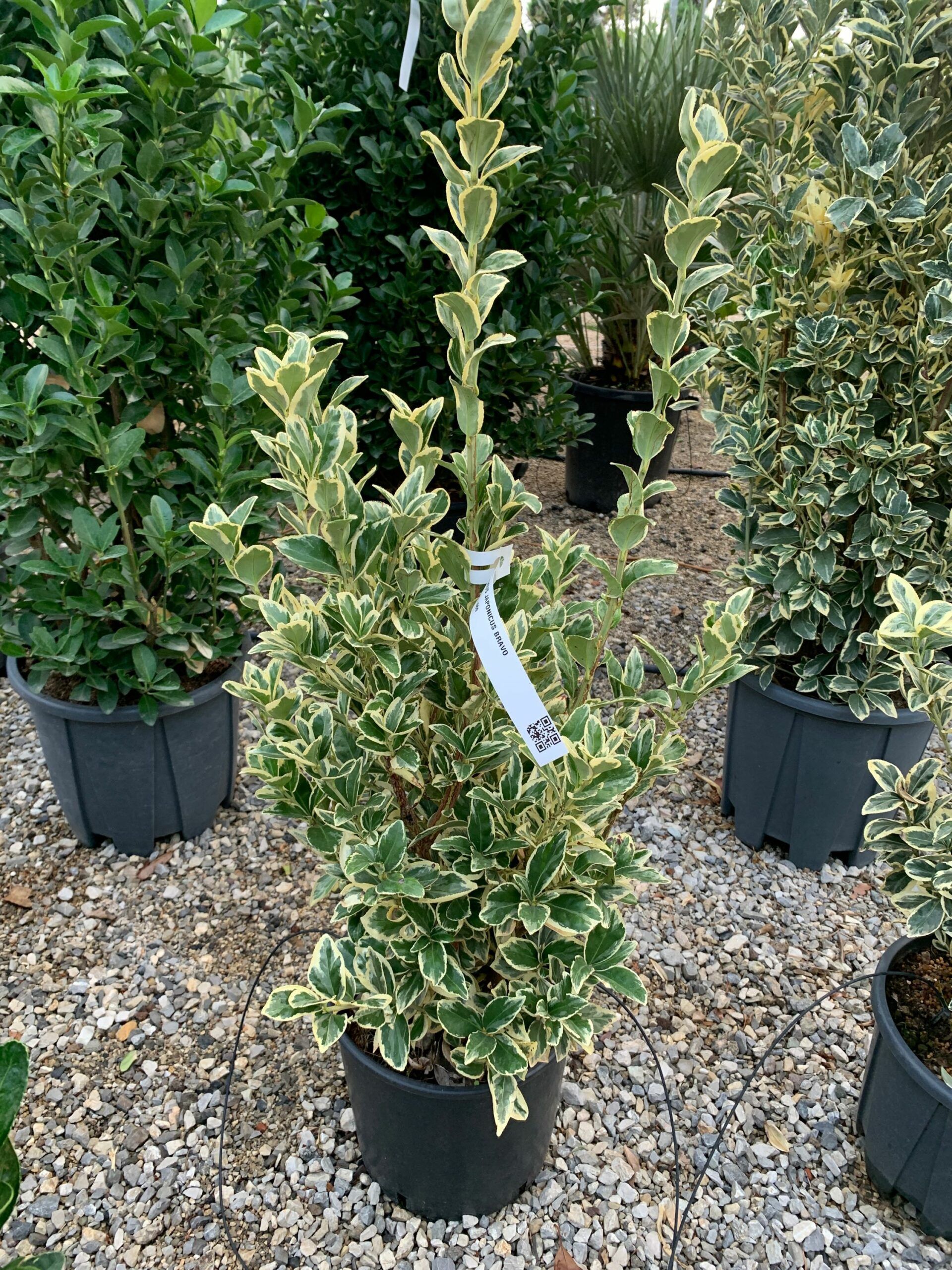 1633416890 scaled 15774a08