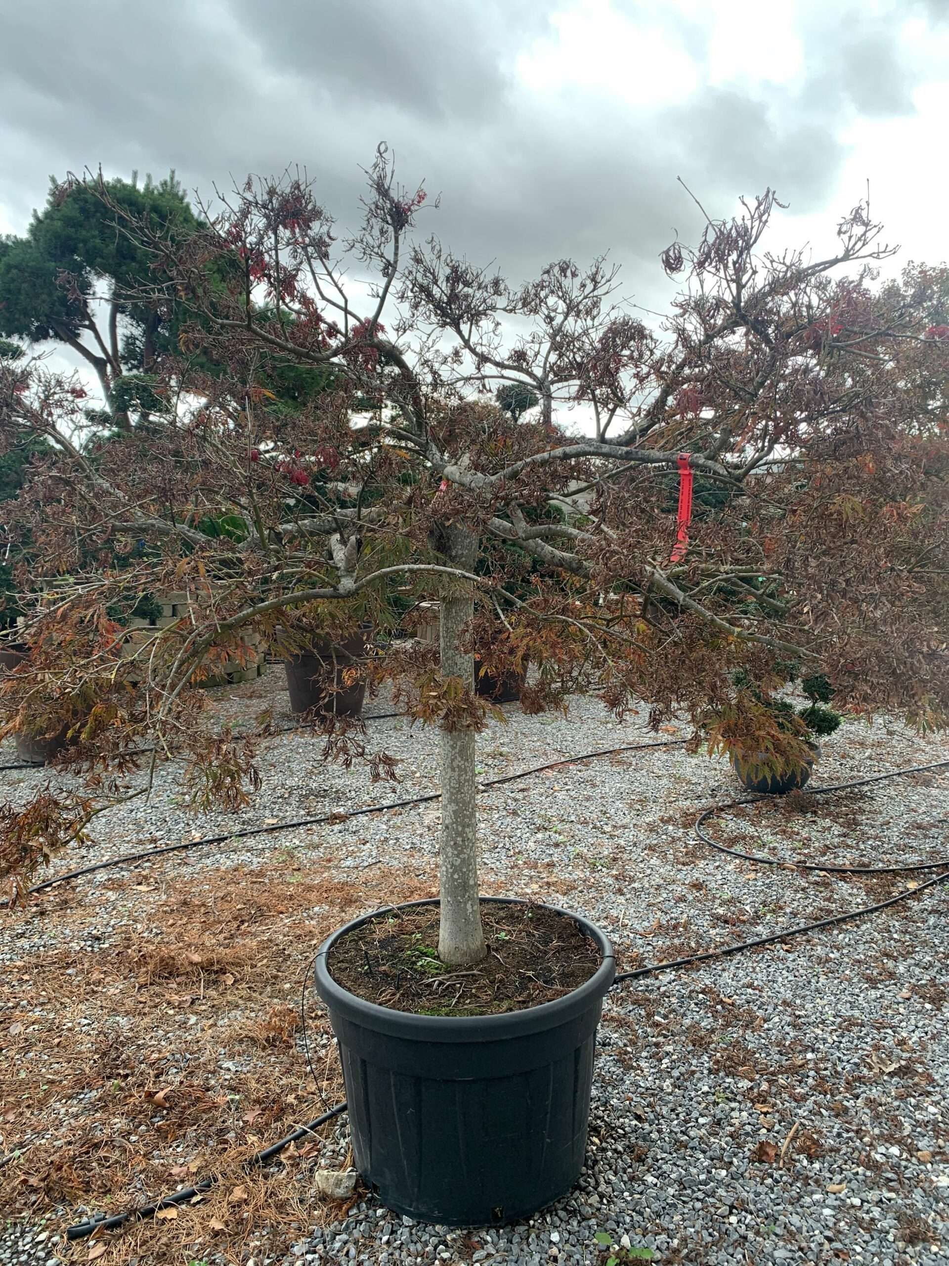 1635947911 scaled 158731ef