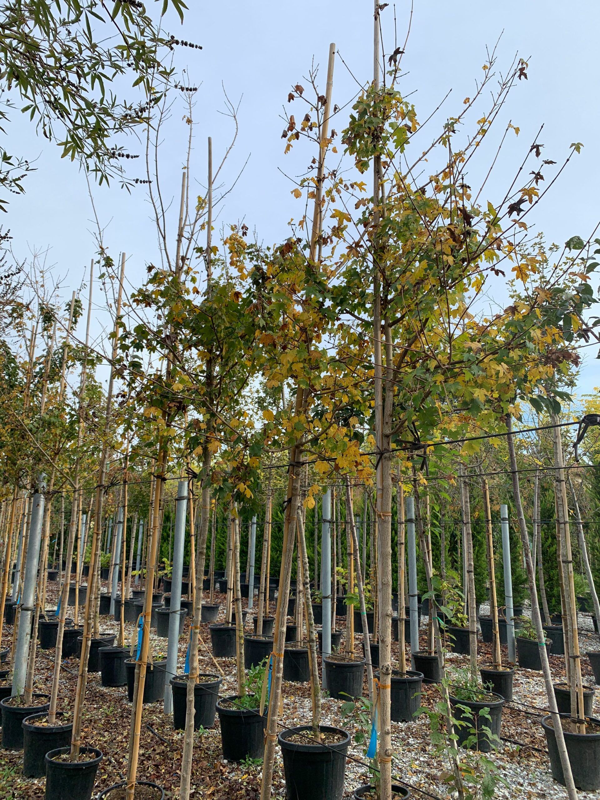 1636101516 scaled 15bccd7e