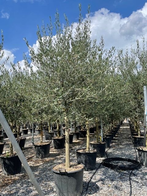 1661592234 tuscan 20 25 15410912