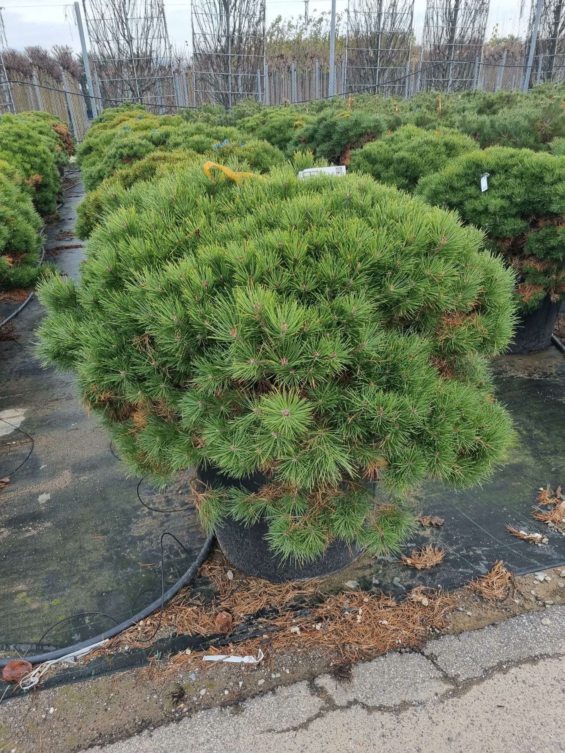 1671455027 scaled 15360945