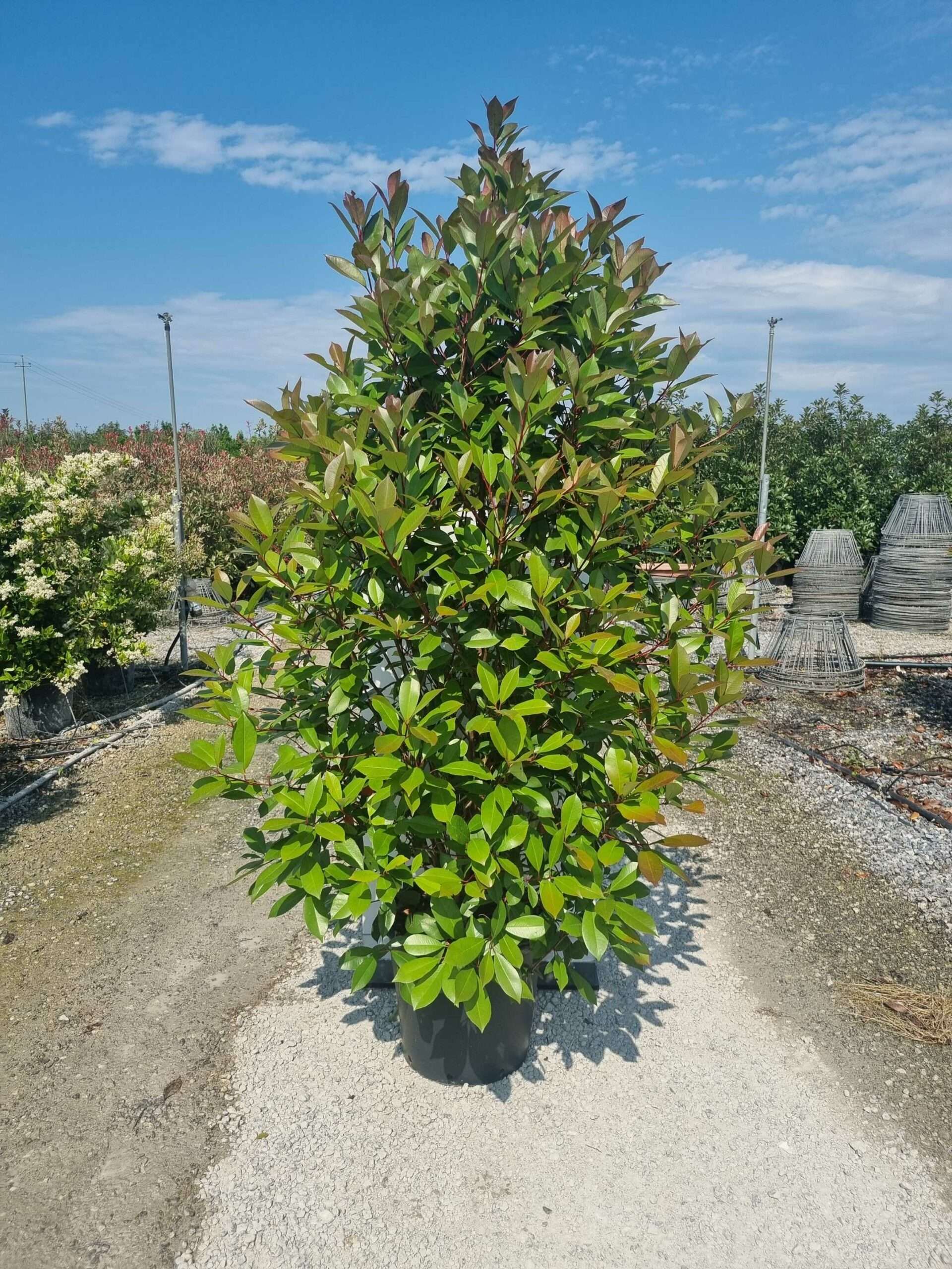 1685434017 scaled 15f55880