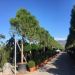 1661589472 Pinus PInea c300 5 6M 40 45 16c7ab19
