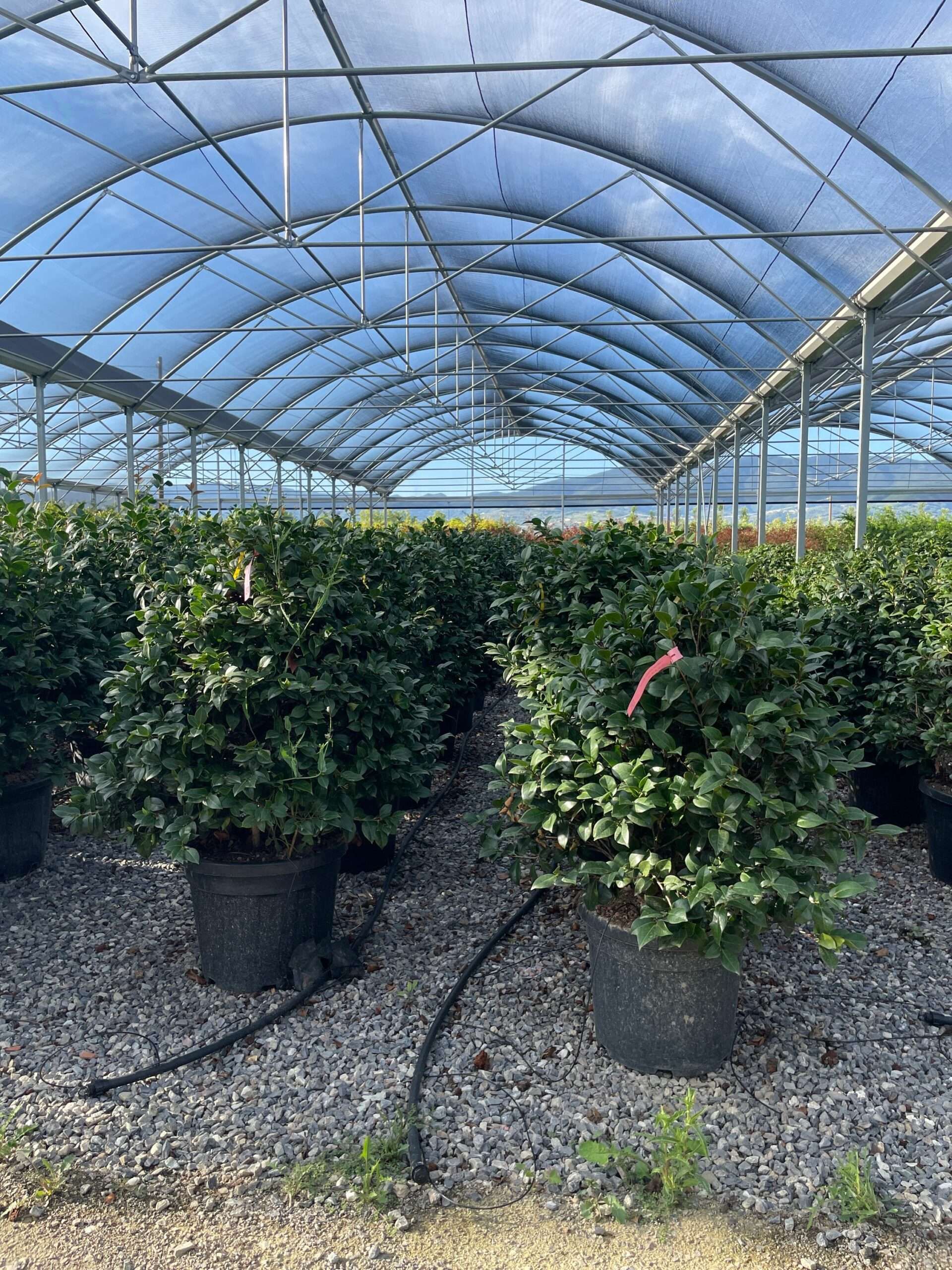 1691512008 scaled 16421c34