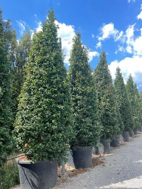 1661188498 Camellia Sasanqua Cleopatra 350 400 17dddb99