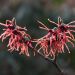 Baden Baden Hamamelis %C3%97 intermedia Ruby Glow 04 Zaubernuss 2014 gje 1 scaled 1791713a