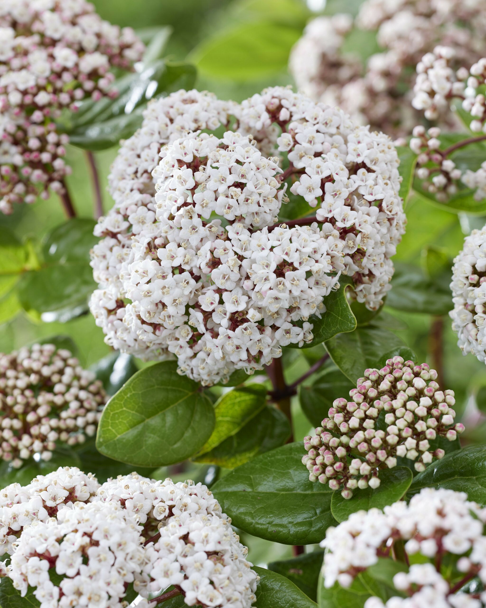 Viburnum Rock n Rolla 21 scaled 17768e62