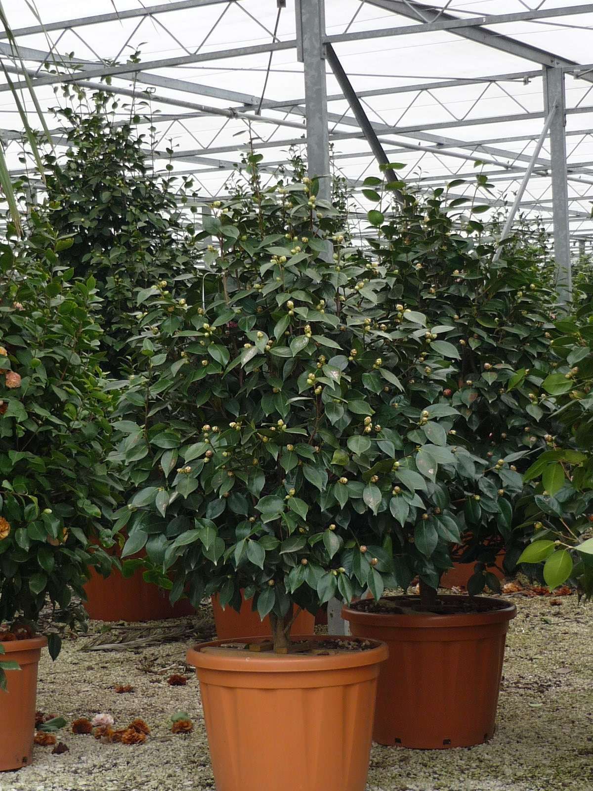 1610736077 camellia japonica 125 150 18dce0be