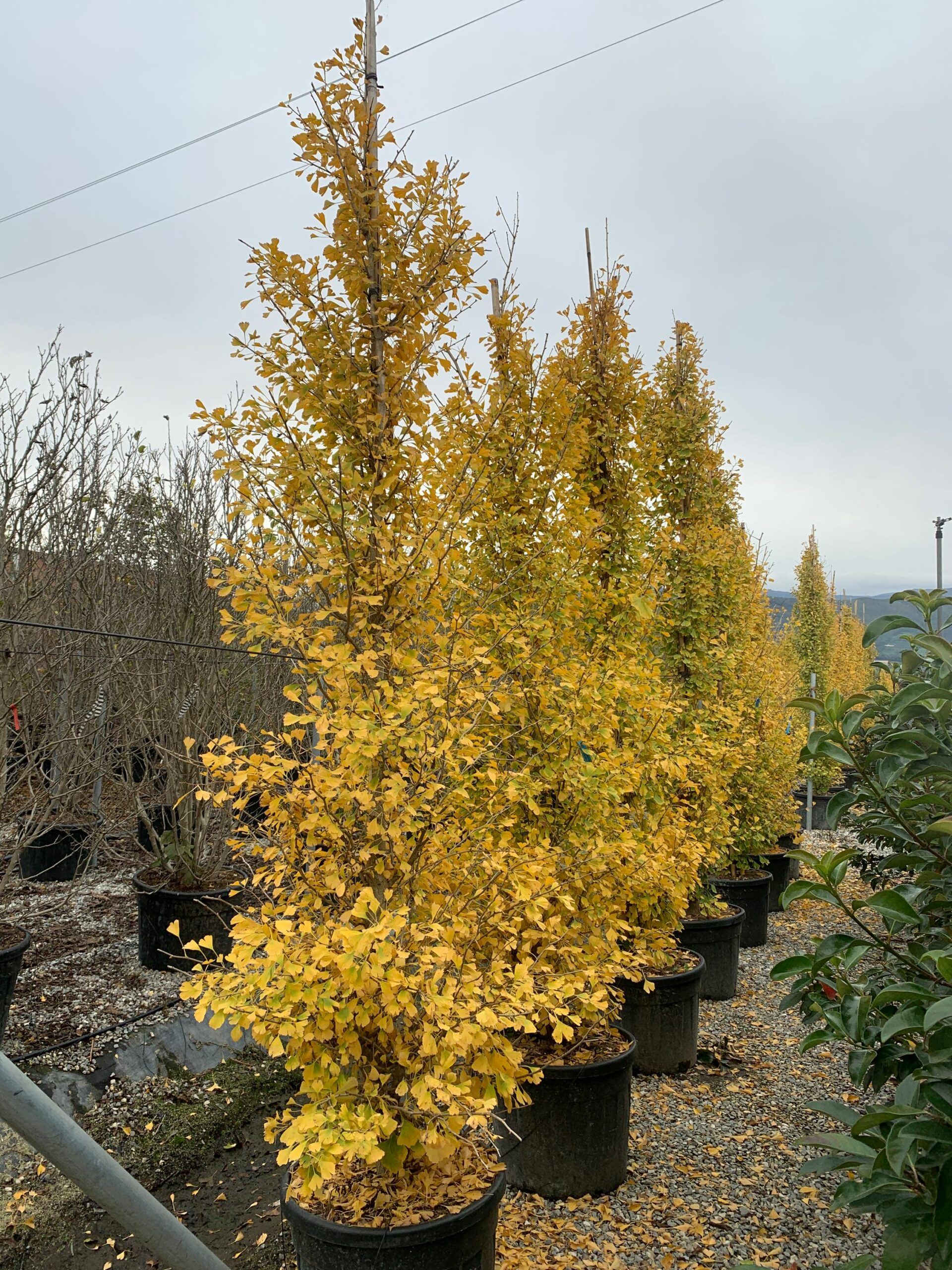 1636123713 scaled 18d7b2ff