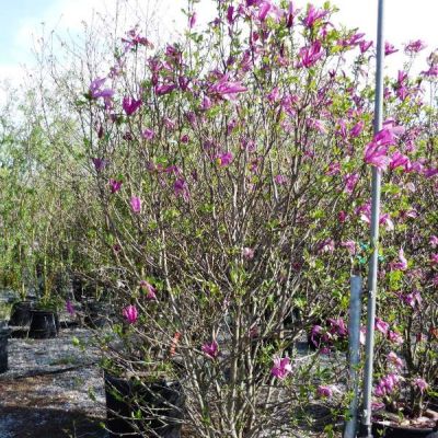 MAGNOLIA liliflora 'Nigra'