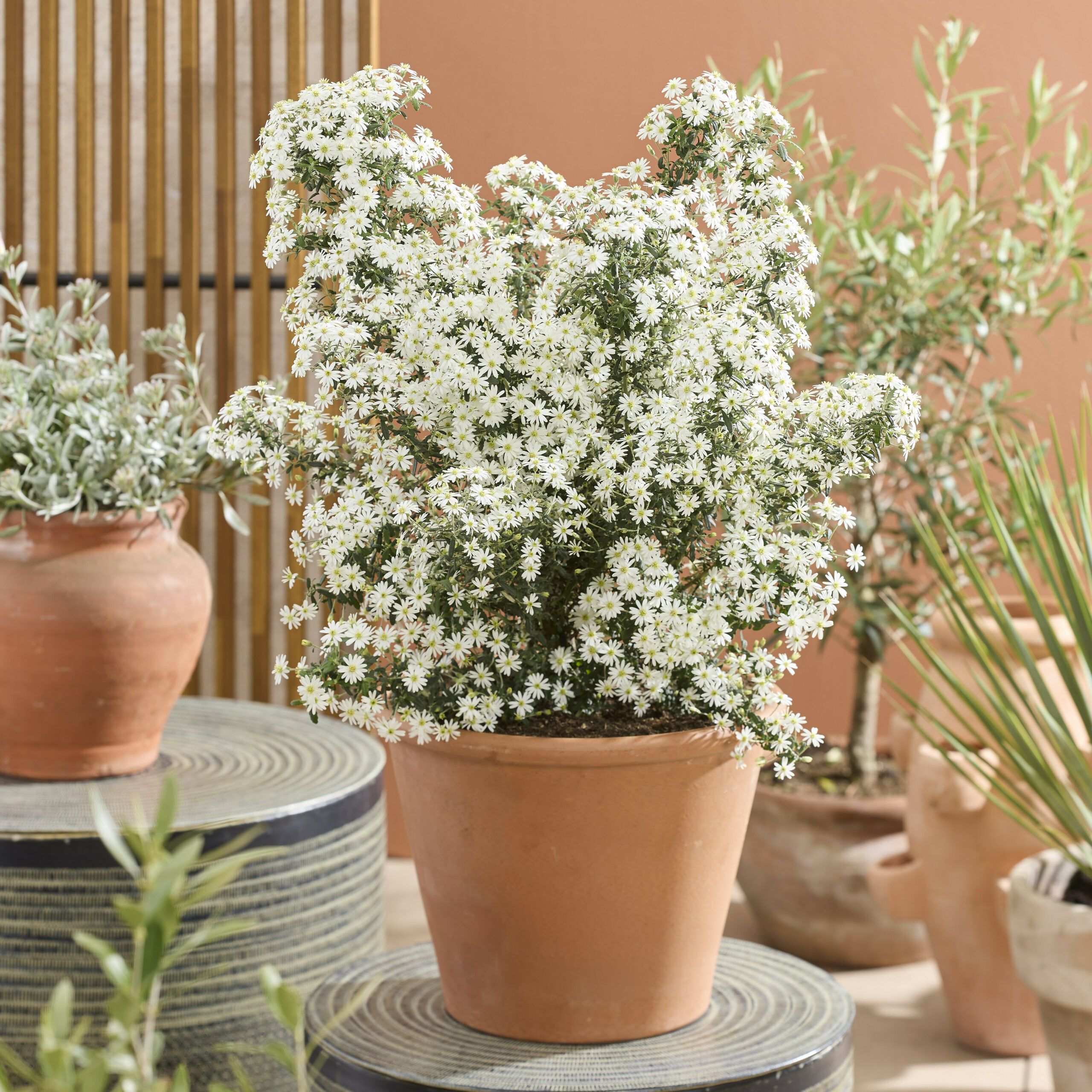 Olearia Spring Bling 37 scaled 1817ba06