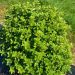 Pittosporum Irish Luck 6 18cdee67