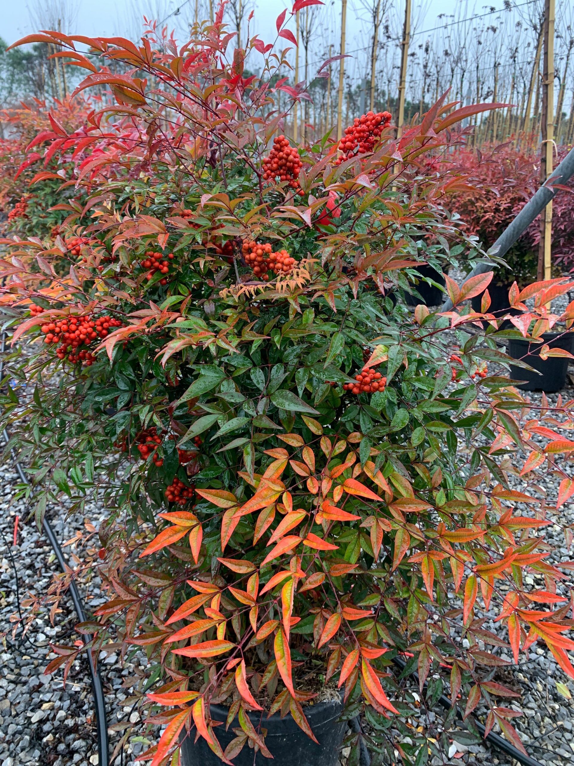 1638349939 scaled 198793ba