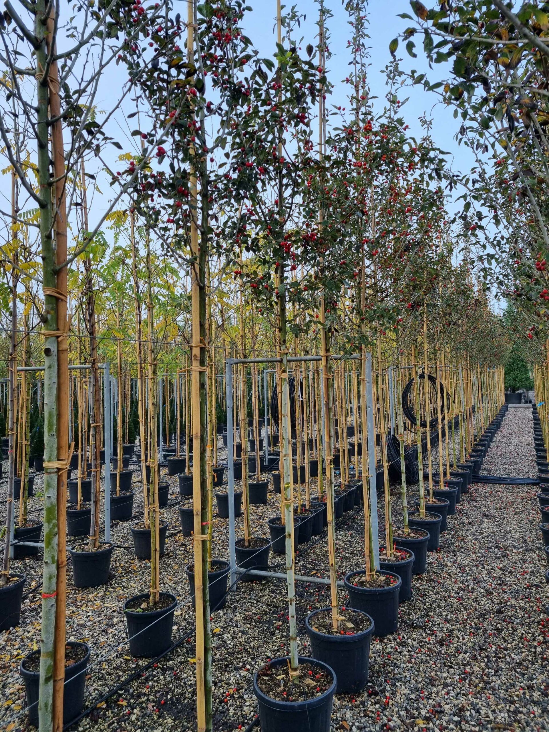 1668676295 scaled 19bd1f6e