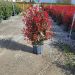 1680275691 photinia carre rouge clt18 080 100 19419173