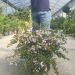 1696259792 Abelia grandiflora EDWARD GOUCHER C7 10 scaled 19fd4fdd