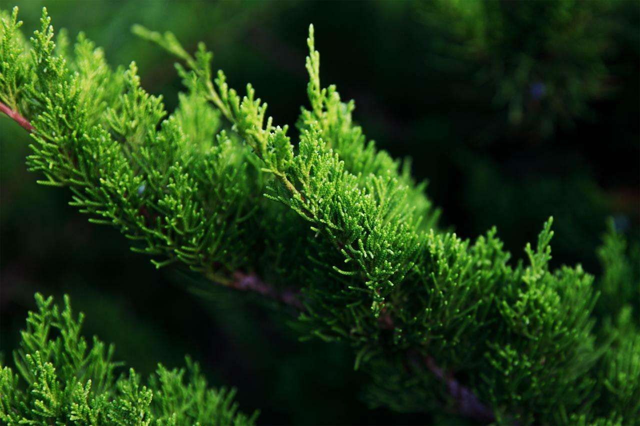 juniperus mint julep