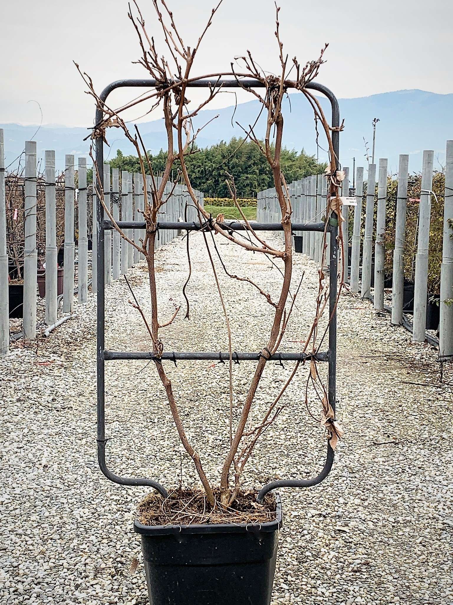1614157867 5 Wisteria brachybotrys Shiro Cap. Fuji Vqlt 18 090x050 Pleached 36 00 1a8b64ee