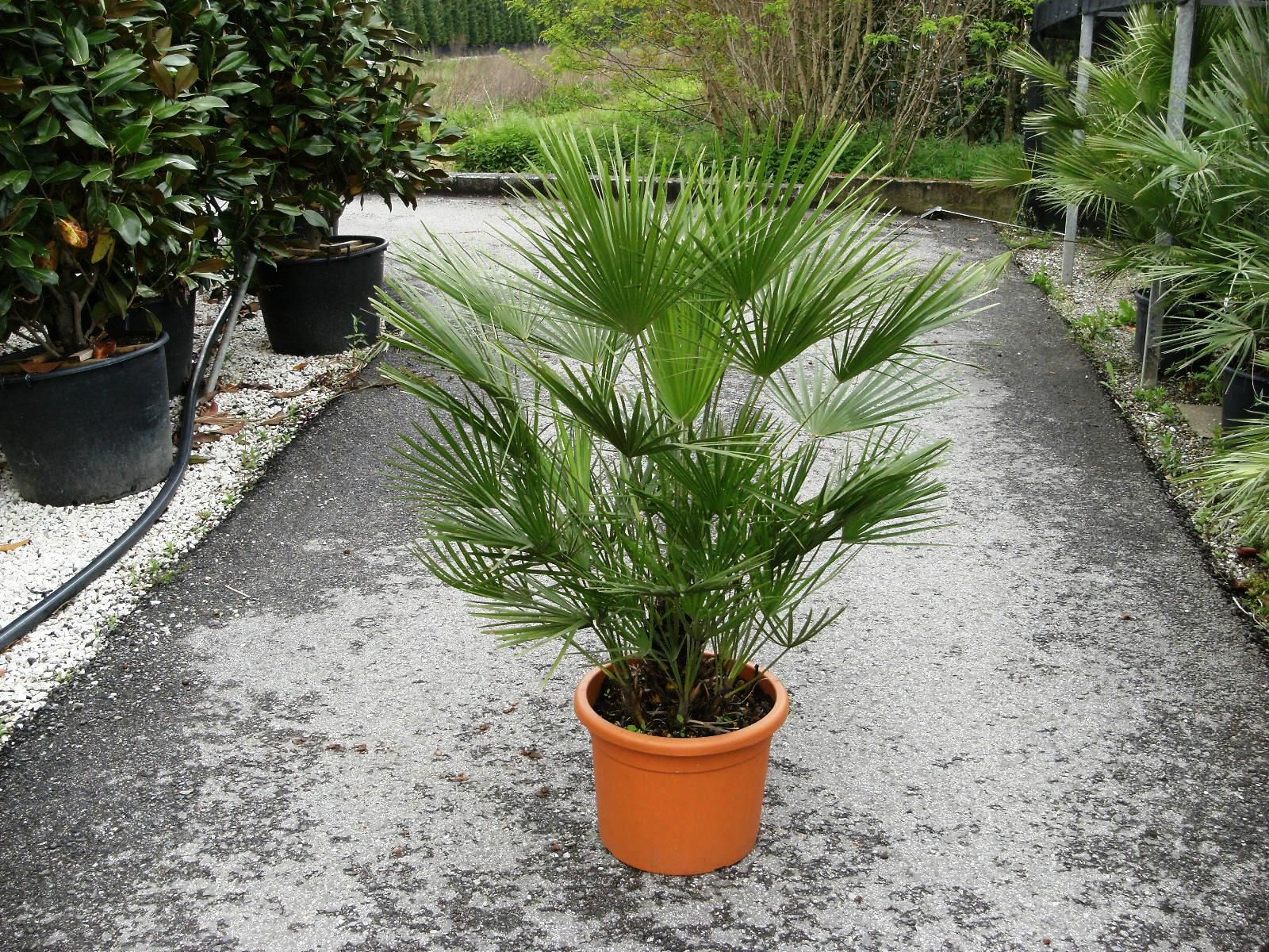 1616581479 CHAMAEROPS HUMILIS 1a76f084