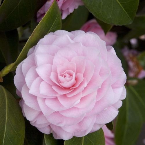 CAMELLIA japonica 'Pearl Maxwell'
