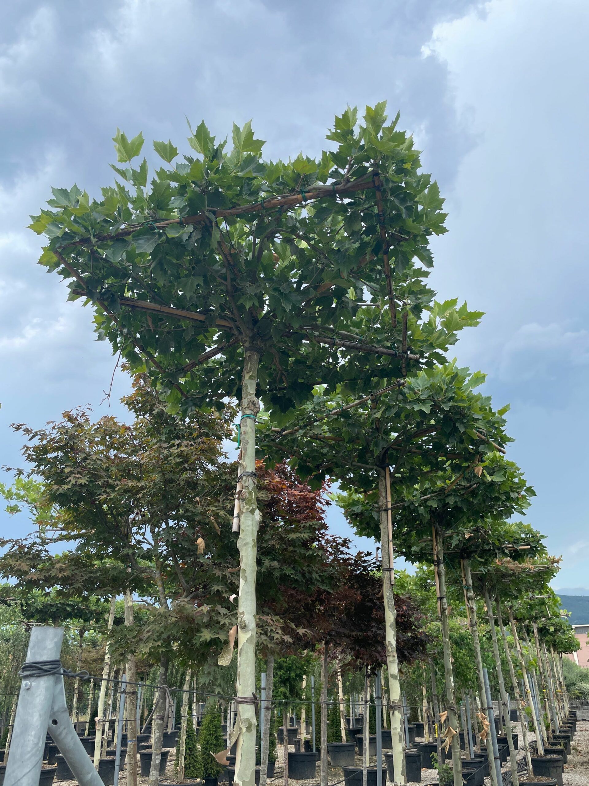 1657109604 scaled 1a4dfb64