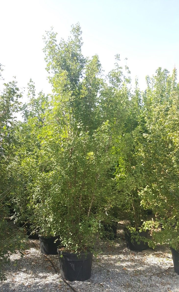 1613029173 Acer Monspessolanum art.14 400 450 1b906d99