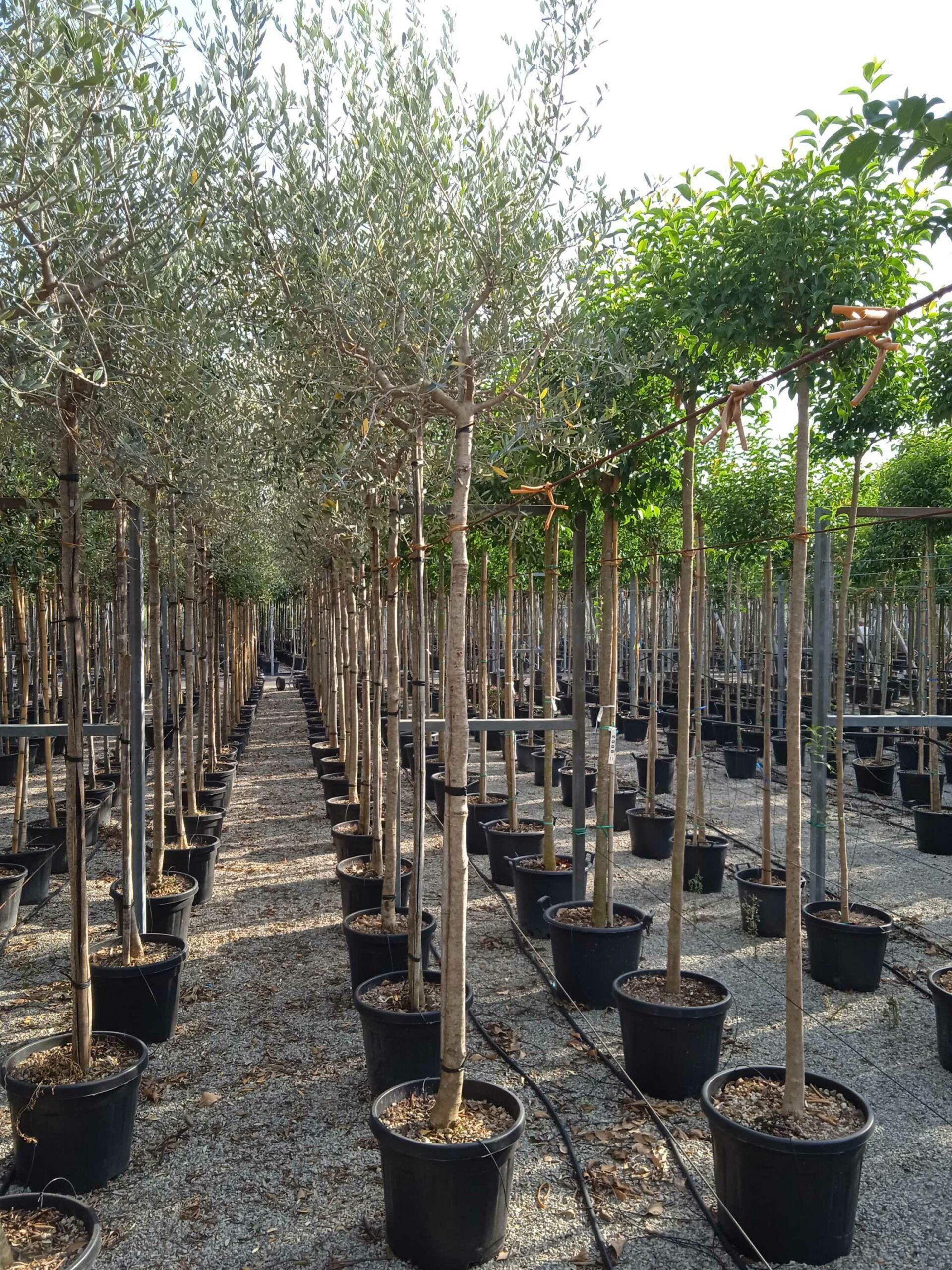 1662131739 scaled 1baca677