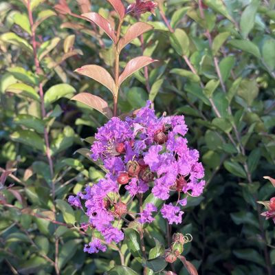 lagerstroemia benoit