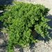 1616692884 JUNIPERUS PROCUMBENS NANA 1 1c6b69af