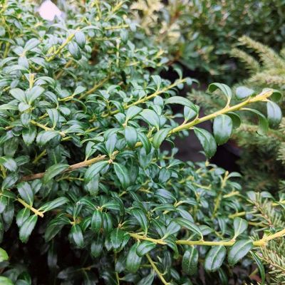 ILEX crenata 'Soft Touch'