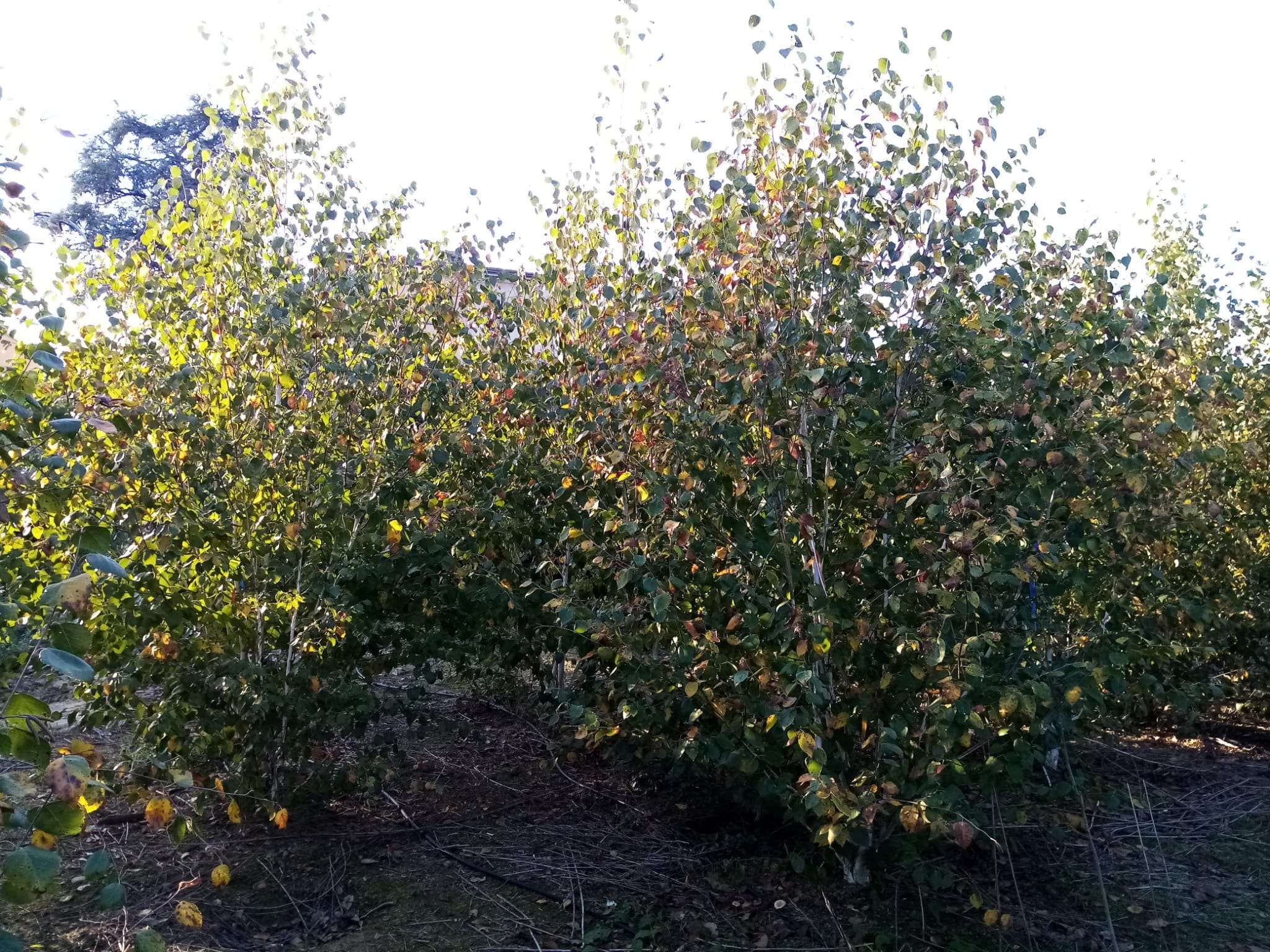 1610736077 Betula utilis Jacquemontii rb 350 400 1db55868