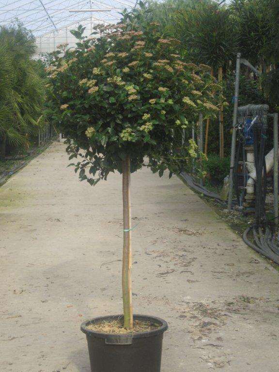 1610881339 viburnum tinus demi tige c35 60 70 1d341071