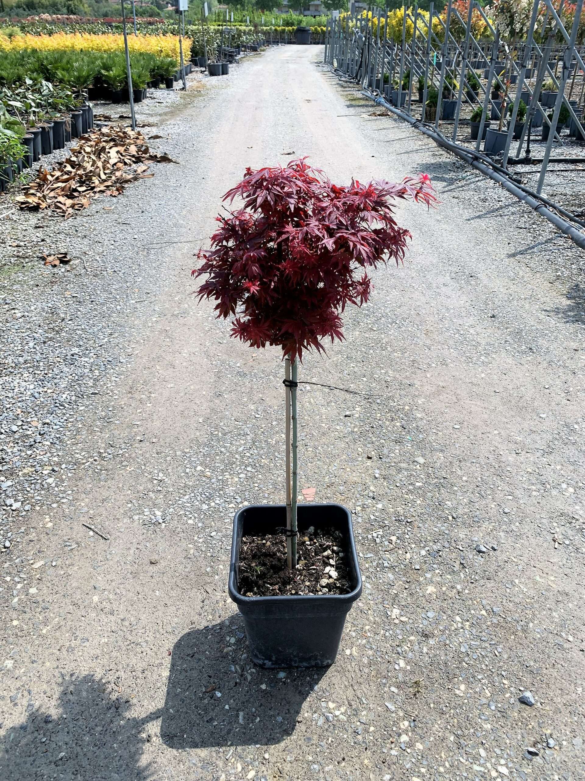 1652370049 IMG 1001 scaled 1d6fe657