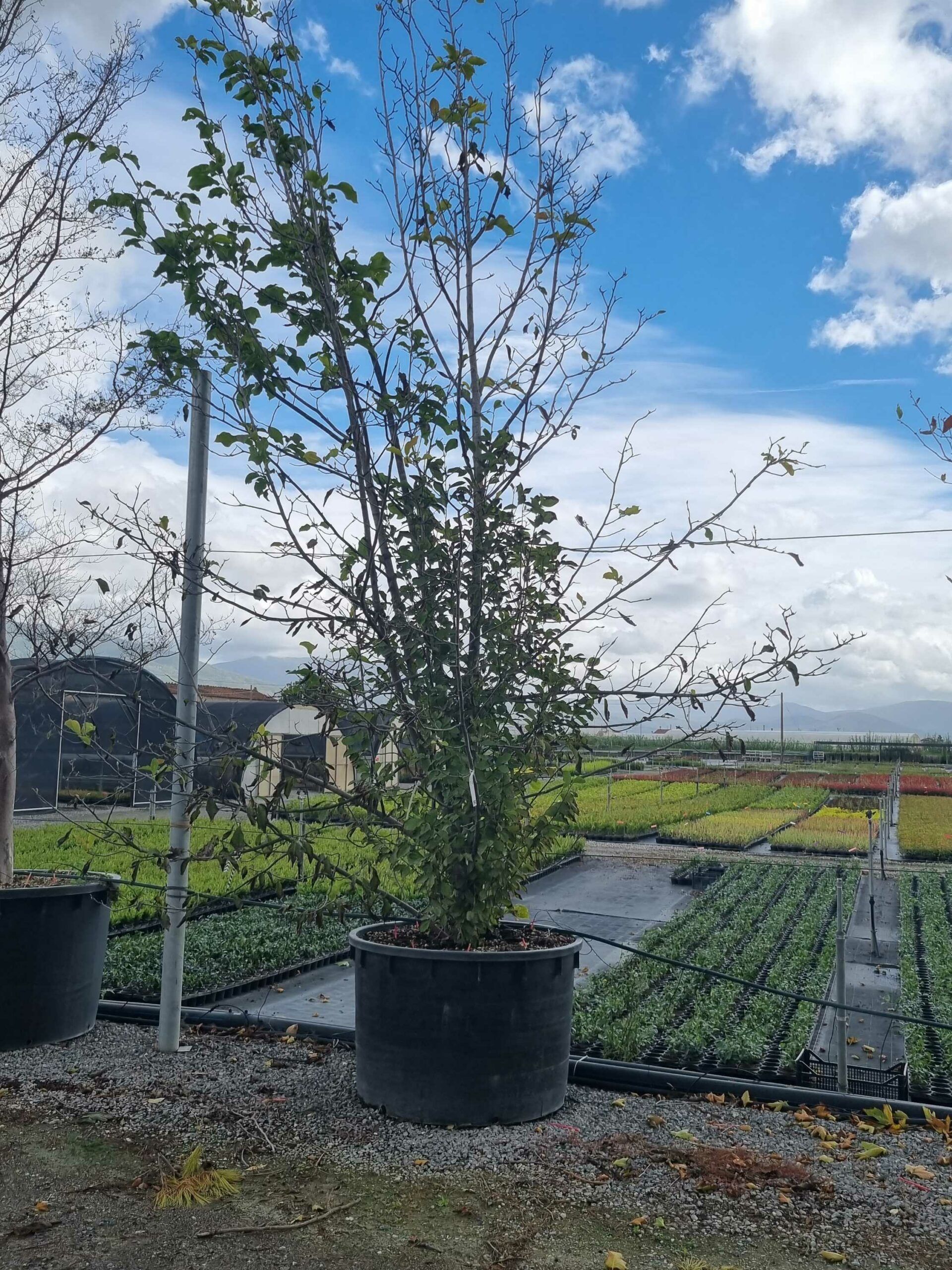 1664443700 scaled 1d29eeee