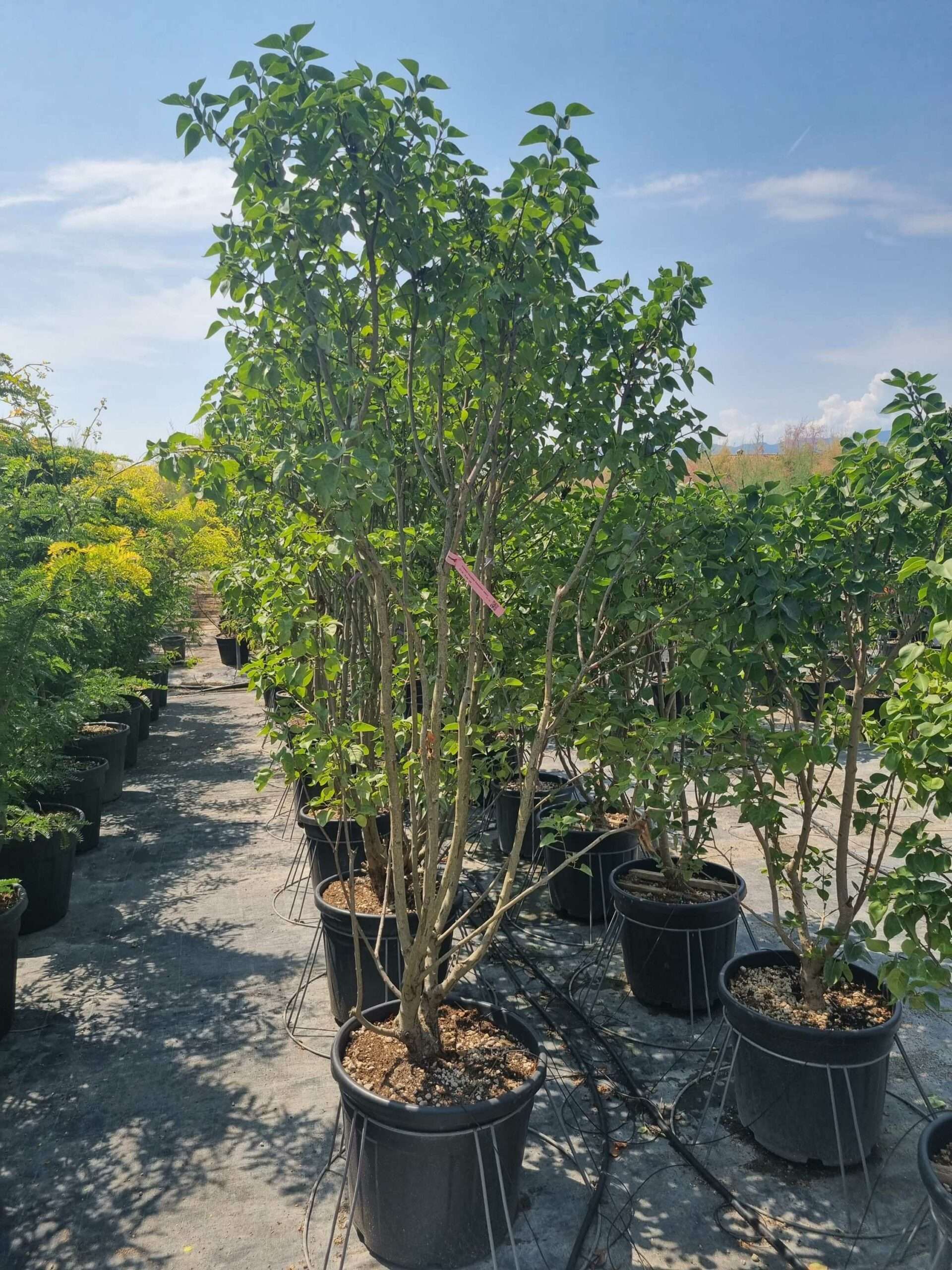 1687870943 scaled 1dcbd50b