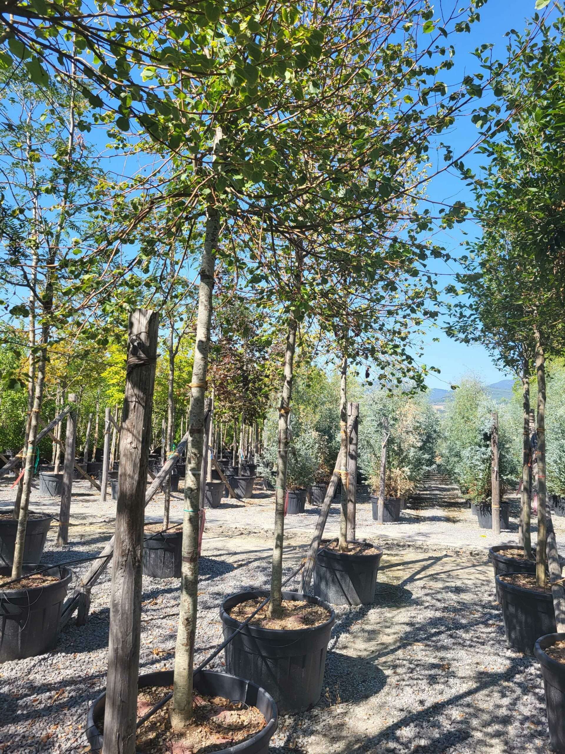 1692712654 scaled 1d6dba30