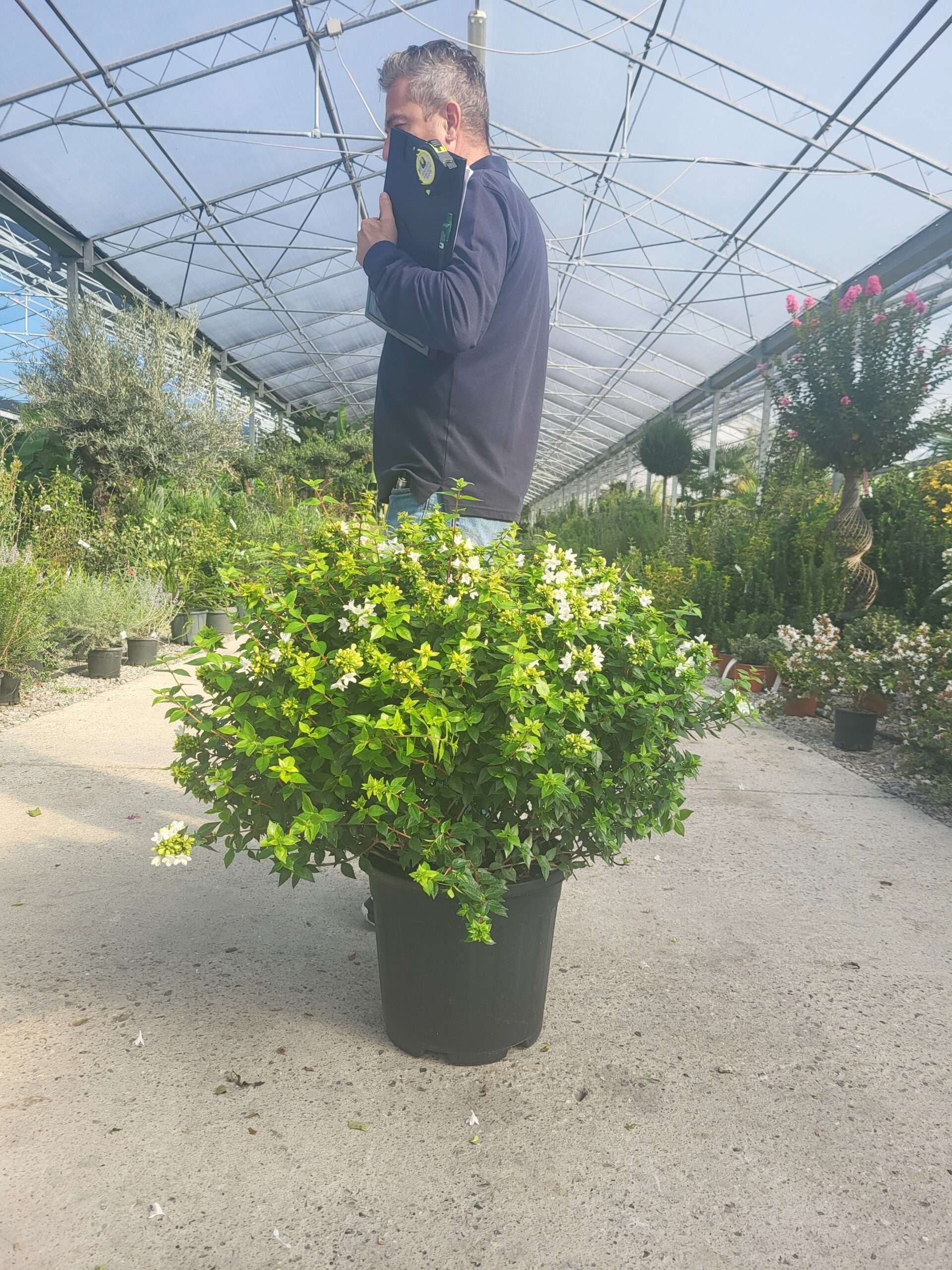 1696259792 Abelia grandiflora COMPACTA C15 18 scaled 1d3f5ecd