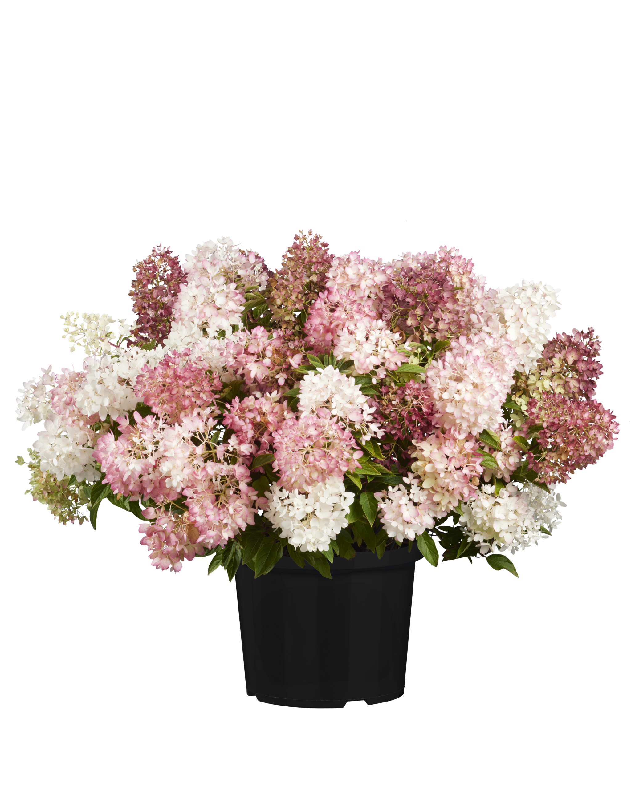 Hydrangea Groundbreaker 24 scaled 1d48522c