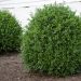 BUXUS 'NewGen Indipendence' ®