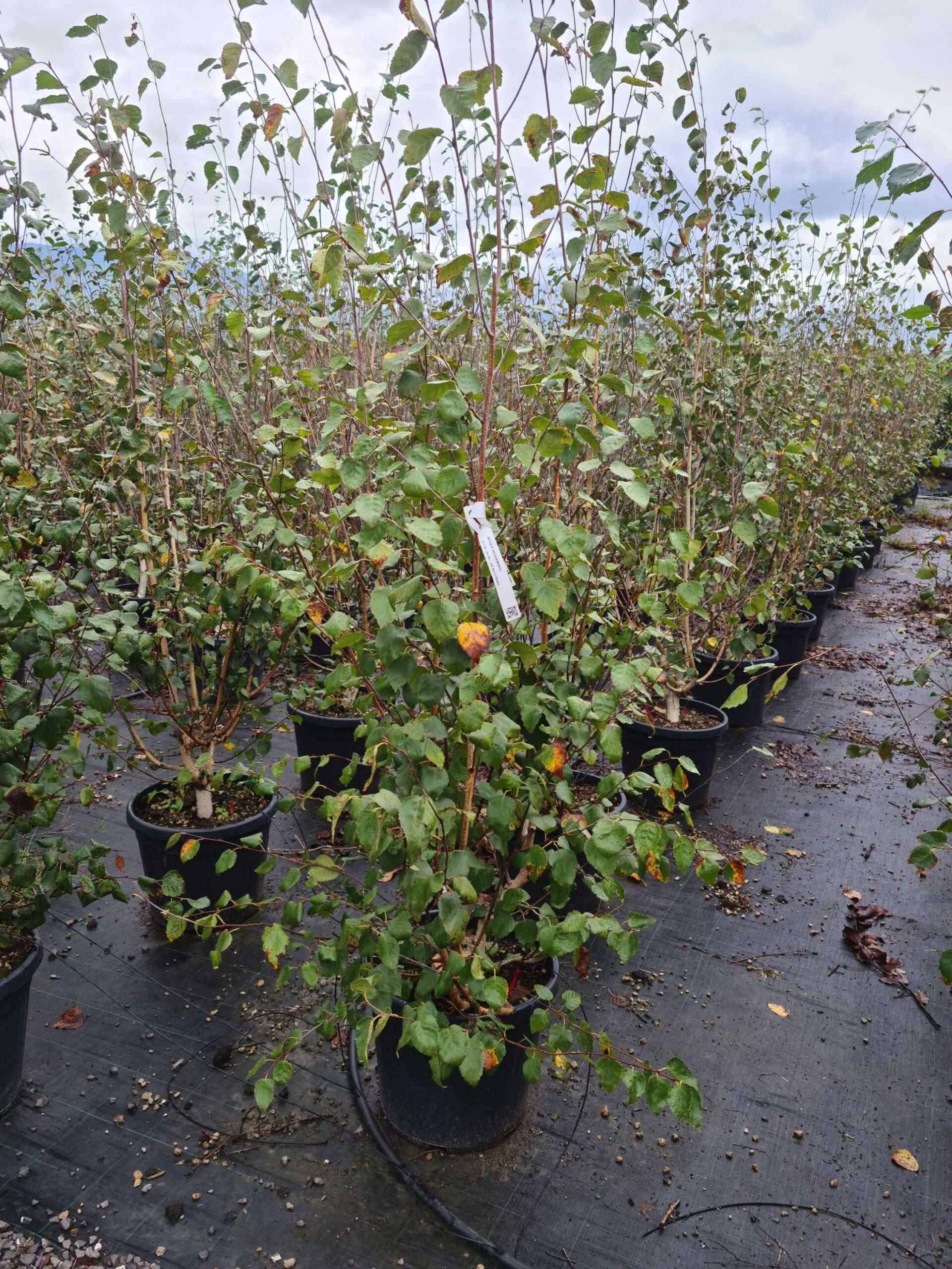 1664528942 scaled 1e4643af