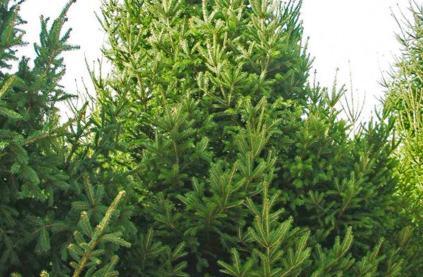 Picea abies 1eda5c3c