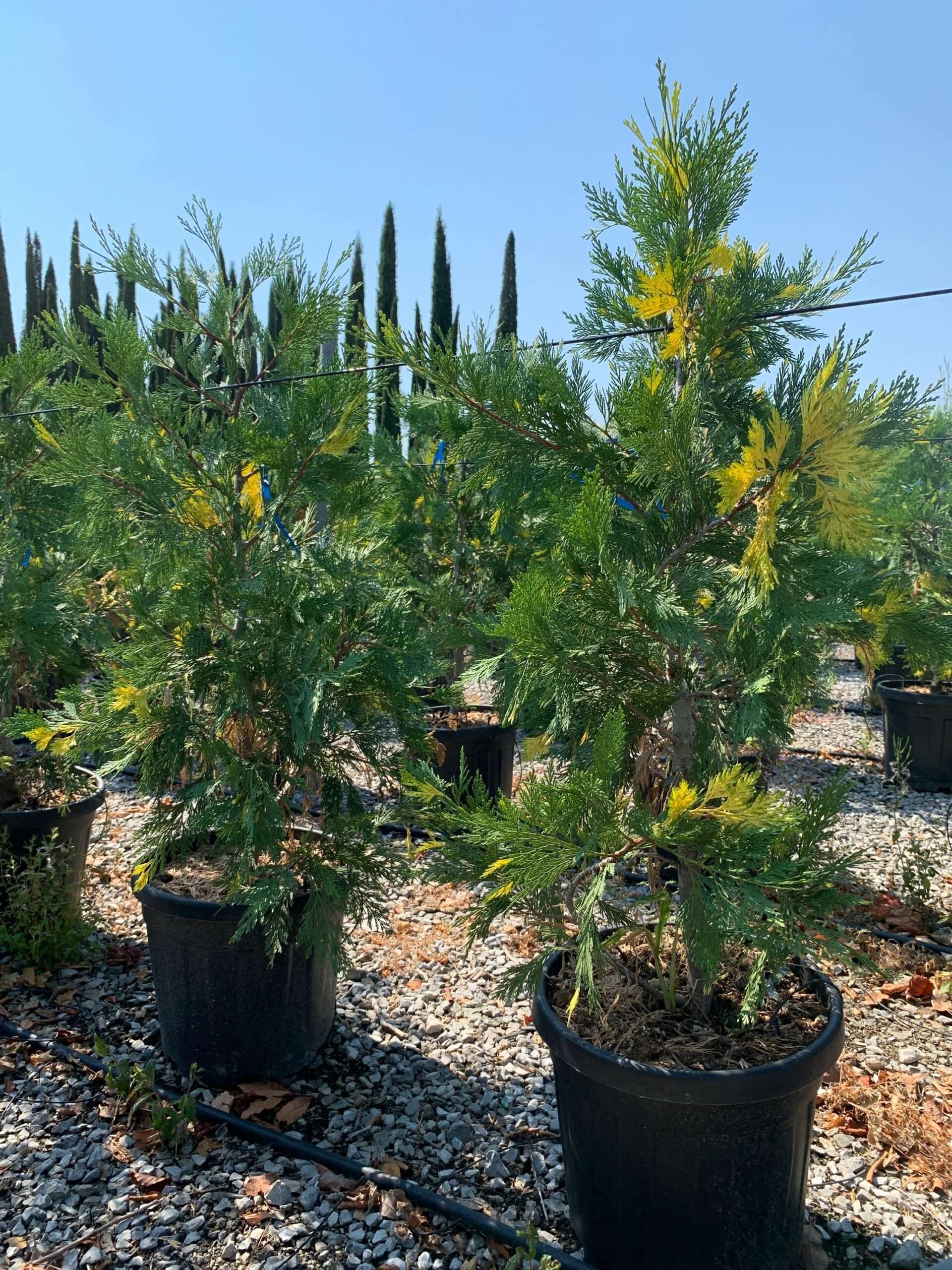 1658132803 scaled 1fae47f6