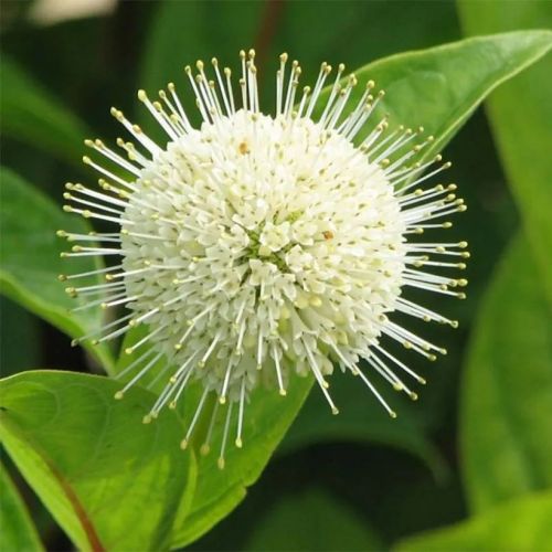 CEPHALANTHUS occidentalis 'Fiber Optics' FE ®